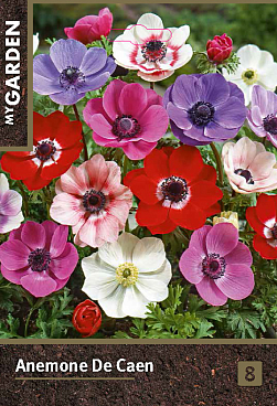 Анемона Де Каен микс