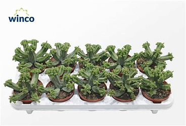Euphorbia Tubiglance