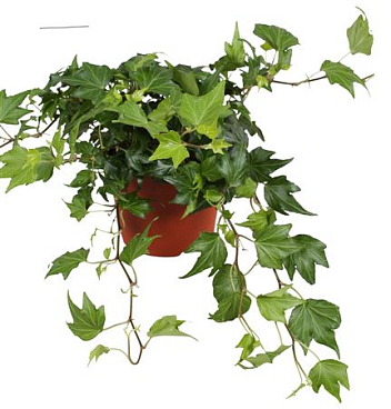 Hedera Green Ripple