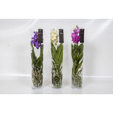 Ванда Микс в стекле мишель