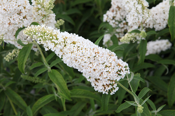 Буддлея давида Уайт Профьюжн