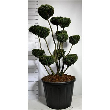 Taxus Media Hicksii