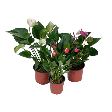 Антуриум андрианум Микс