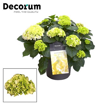 Hydrangea Ma White 7+ (decorum)