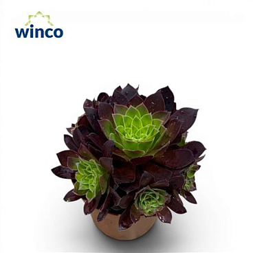 Aeonium Phoenix Flame