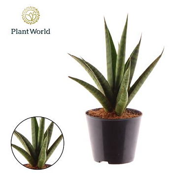 Sansevieria Pineapple