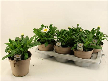 Leucanthemum Madonna