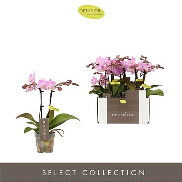 Phal Mini 2st Pink Ceramic