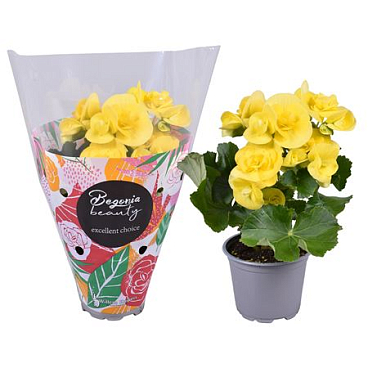 Begonia Blitz Yellow