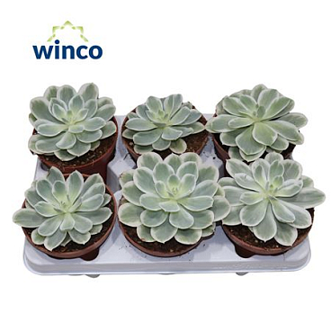 Echeveria "lemon Lime" Variegata
