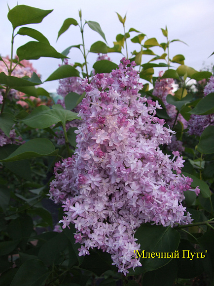Сирень обыкновенная Млечный Путь