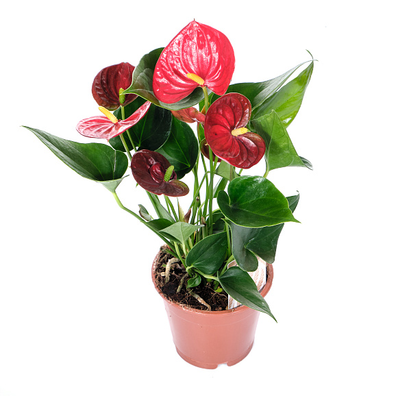 Антуриум андрианум Альмера