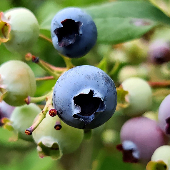 Голубика высокорослая Аврора