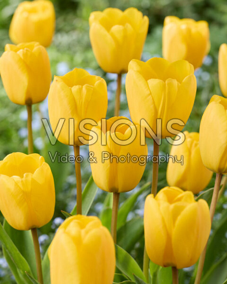 Тюльпан дарвинов гибрид Голден Апельдорн