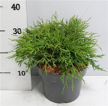 Chamaecyparis Pisifera Filifera Nana