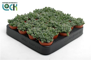 Delosperma Echinatum Tanz