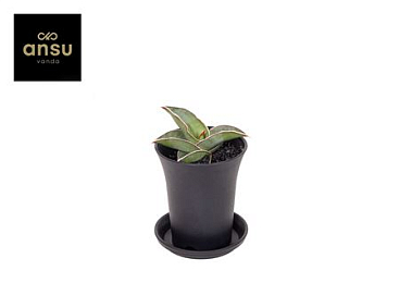 Sansevieria Almond Silver In Sierpot