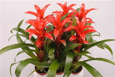 Guzmania Allure
