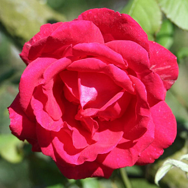 Роза плетистая Пол Скарлет Климбер