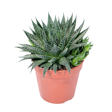 Алоэ остистое