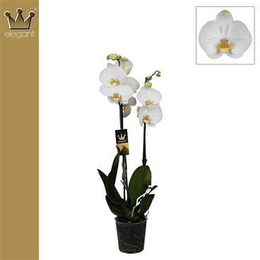 Phal 2st White 14+ (bernhard)
