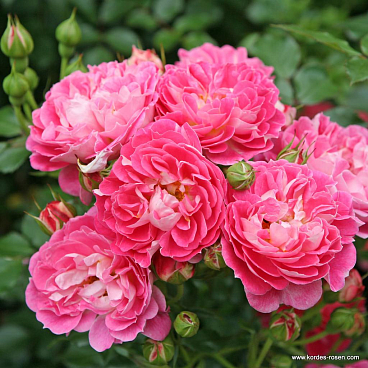 Роза миниатюрная Шармант