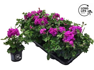 Pelargonium Pelt Double Purple (longlife)