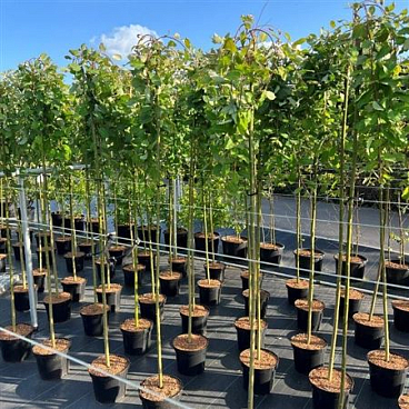 Salix Caprea Kilmarnock On Stem 150cm