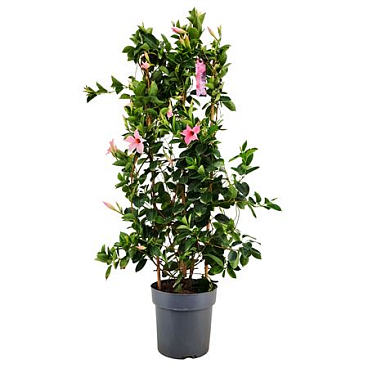 Mandevilla Sundaville Cream Pink On Reck