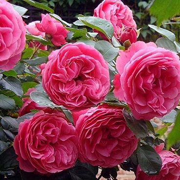 Роза флорибунда Леонардо Да Винчи