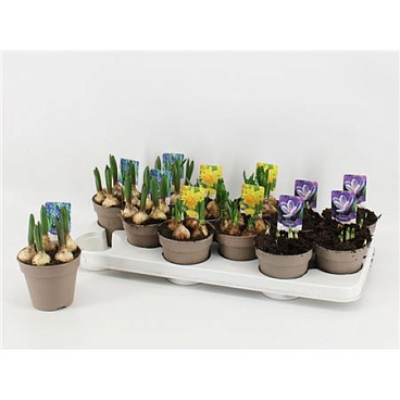 Луковичный Микс