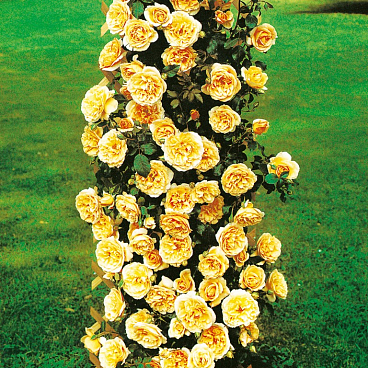 Роза плетистая Голден Клаймбер