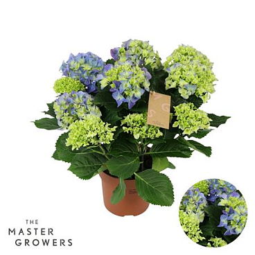 Hydrangea Ma Blue 9+