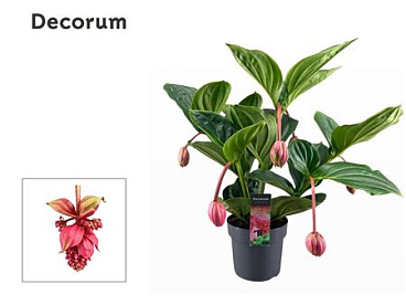 Medinilla Magnifica Flamenco 2 Etage 5+ (decor