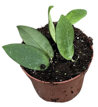 Hoya Scortechinii White