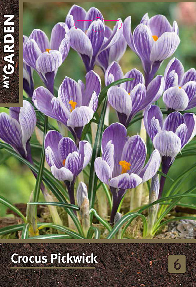 Крокус весенний Пиквик