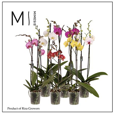 Phal 2st Mix Xxxl (mimesis)