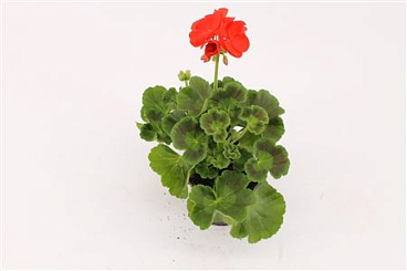 Pelargonium Zon Fernando
