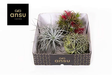 Tillandsia Trio