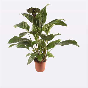 Tacca Chantieri