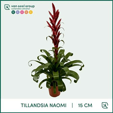 Tillandsia Naomi