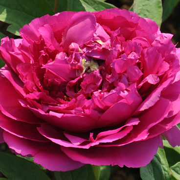 Пион древовидный Полёт Ласточки в тубе