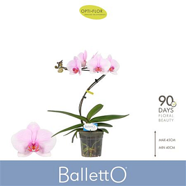 Phal 1st Balletto Curl (opti)