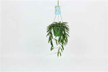 Hoya Wayetti Hangpot