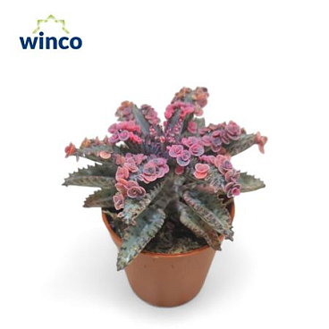 Kalanchoe Pink Butterfly