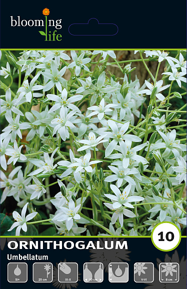 Птицемлечник зонтичный