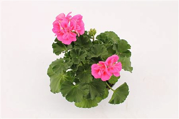 Pelargonium Zon Lady Ramona