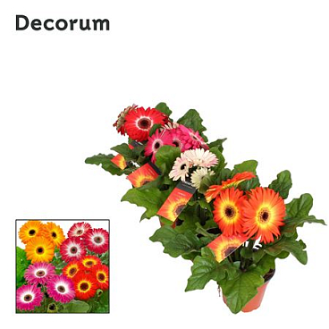 Gerbera Twister 3+ (decorum)
