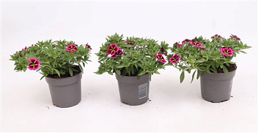 Calibrachoa Cabaret Good Night Kiss