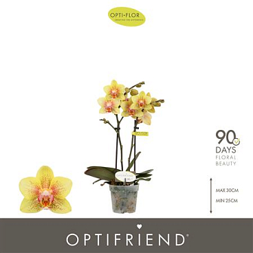 Phal 2st Mini Indy 10+ (opti)